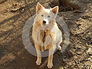 White dog in leash
