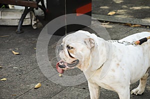 White dog on a leash looking to the side