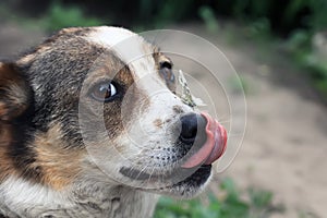 white dog licks his nose, on which sits a butterfly