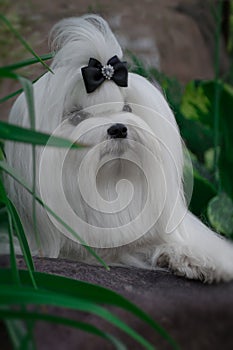 A white dog lies on a rock among plants