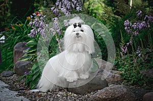 A white dog lies on a rock among plants