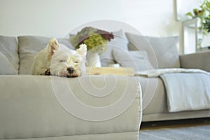 White dog in living room with autumn mood