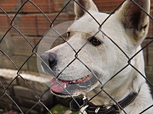 White dog looking over wire fence