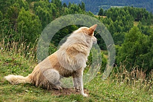 A white dog. Looking to the distance. Side view. Profile