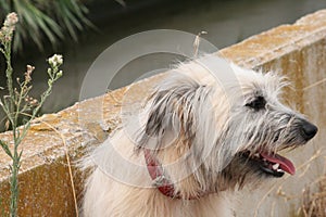 White dog looking to the right photo