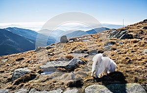 Biely pes a Nízke Tatry, téma turistika