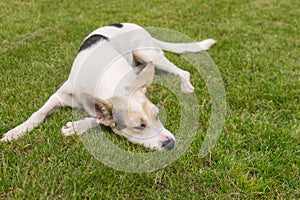 White dog lying on a green lawn