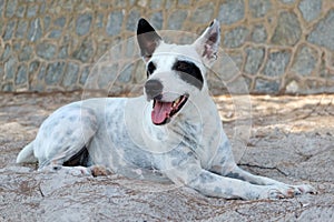 White Dog Lying on the White Sand Beach