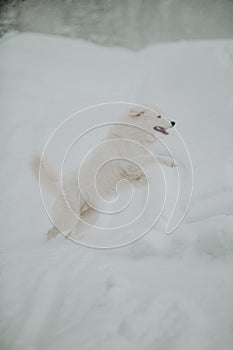 White dog Maremma in the forest in the mountains in nature