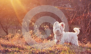 White dog on meadow