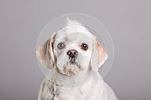 A white dog with a mohawk