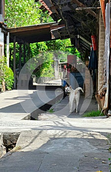 A white dog with a muzzle standing in a quiet long lane