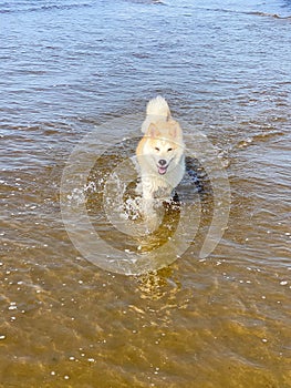 White dog ocean