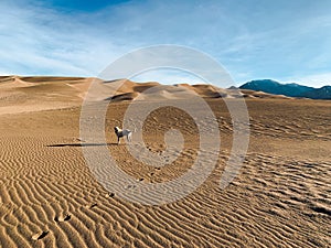 White Dog Off Leash on Great Sand Dunes in Colorado