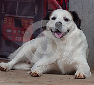 white dog with open muzzle while on the ground