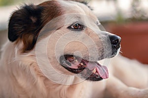 white dog with open muzzle while on the ground