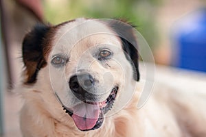 white dog with open muzzle while on the ground