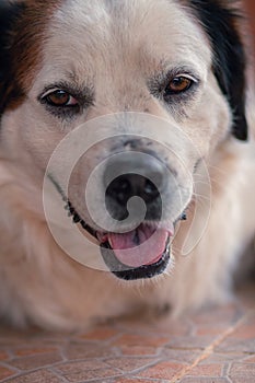 white dog with open muzzle while on the ground