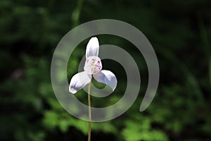 White Dog Orchid, codonorchis lessonii, Patagonia, Argentina