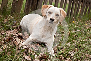 White dog at outdoor