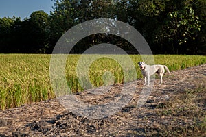 A white dog in paddy