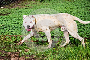 White dog pitbull running through green grass. Walk dogs in out