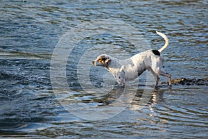 White dog playing in water at the beach sunny day