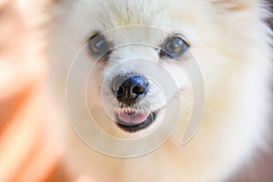 White dog pomeranian, Close up face dog - selective focus