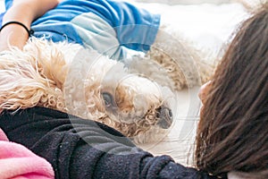 White dog poodle in bed