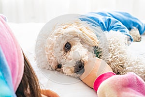 White dog poodle in bed