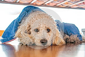 White dog poodle in bed