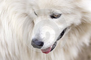 White dog portrait