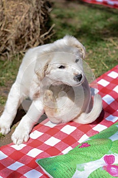 White dog puppy raking fleas