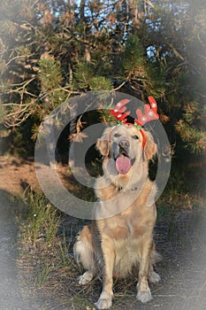 White dog with red deer horns, deer dog, new year, christmas, dog in the forest, golden retriever, dress dog for new year,