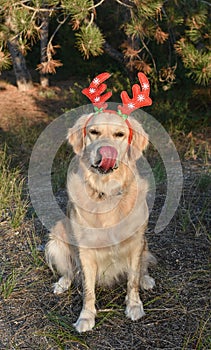 White dog with red deer horns, deer dog, new year, christmas, dog in the forest, golden retriever, dress dog for new year,