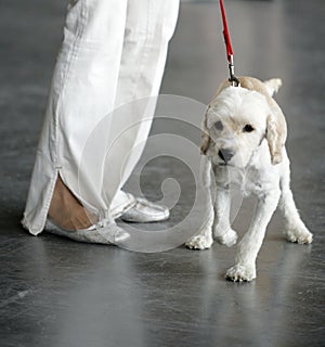 White dog with red leash