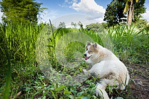 White dog relaxes on the green field photo