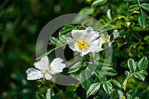 White dog rose Rosa canina beautiful single flower with green leaves background. White rosehip flower in the spring garden