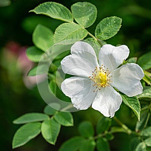 White dog rose Rosa canina beautiful single flower with green leaves background. White rosehip flower in the spring garden