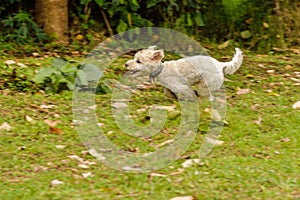 White Dog Running