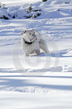 White dog running around white snow