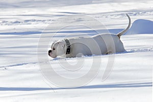 White dog running around white snow