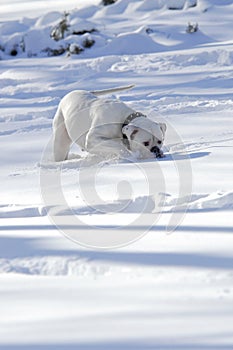 White dog running around white snow