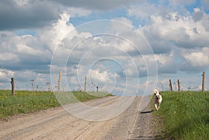 White dog running on cart track in the green meadow with awesome sky