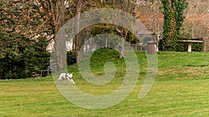 White dog running in the grass to catch a stick