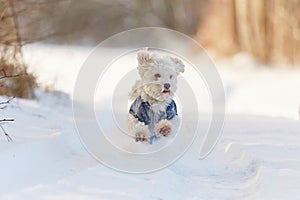 White dog running in snow in winter