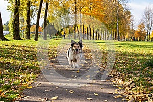 White dog runs along path among autumn leaves