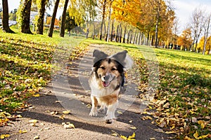 White dog runs along a path among autumn leaves