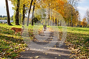 White dog runs along path among autumn leaves