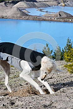 White dog, Saluki sighthound, free in the nature playing in the sand with water in the back. Persian Greyhound enjoying life